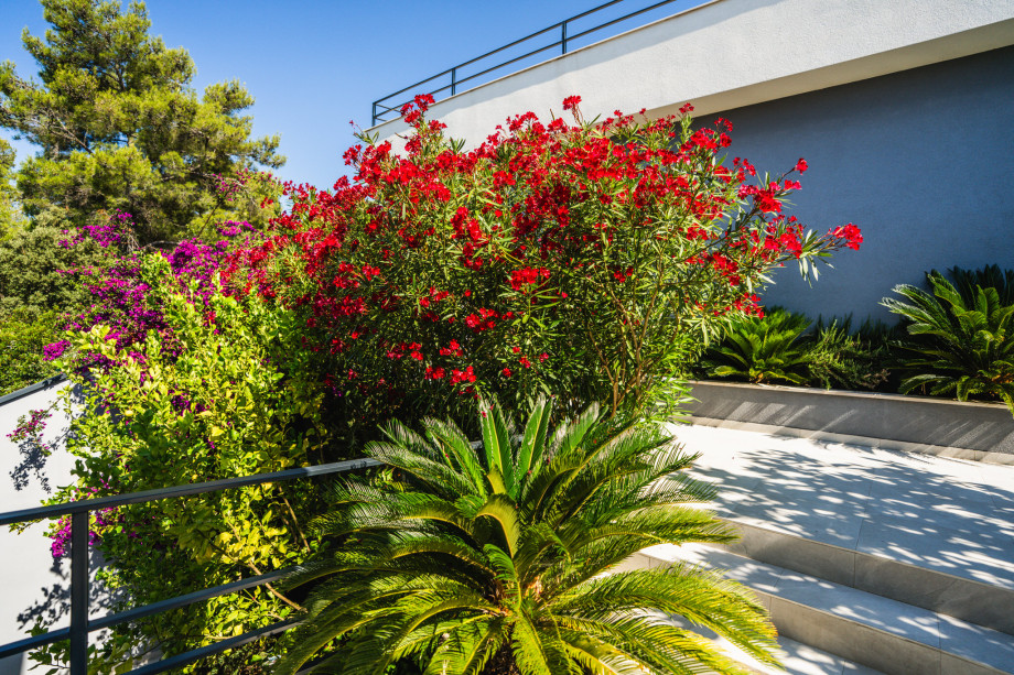 Villa Sanserea   Update (14)